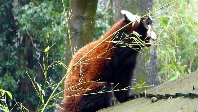 Kleiner Panda (Ailurus), auch Rote Panda oder Katzenb&auml;r genannt knabbert bambusbl&auml;tter im Krefelder Zoo. S&uuml;&szlig;er niedlicher cuter kleiner Panda Katzenb&auml;r mit rotem Fell.