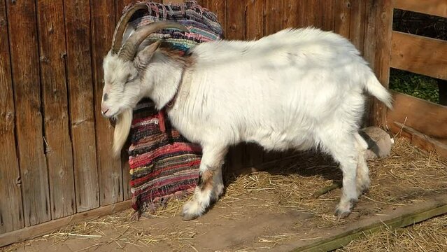 Wei&szlig;e Ziege mit langen H&ouml;rnern und Ziegenbart schabt und scharrt mit den Hufen &uuml;ber einen Holzboden. M&auml;nnlicher Ziegenbock mit sto&szlig;enden H&ouml;rnern und Hufgestampfe. Majest&auml;tisch, herrscherisch bestimmen