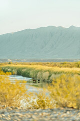 Horses in Rio Grande