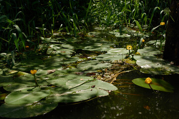 Water lilies on the river on a summer evening.