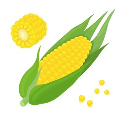 Vector image of corn on a white background. Corn cob with leaves and grains.