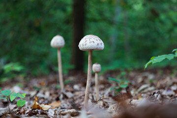 Mushrooms
