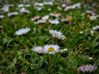 daisy in the grass
