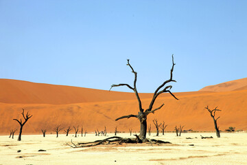 Fototapeta na wymiar Dead camelthorn trees in the Dead Vlei, Namib Desert Namibia 