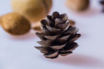 pine tree cone and nuts on white background