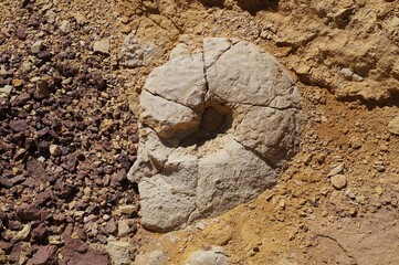 Petrified Ammonite shell, fossil from prehistoric time