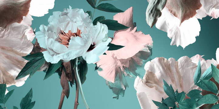 White Flowers On A Turquoise Background, Floral Wallpaper, Peonies And Foliage, Studio Shot.