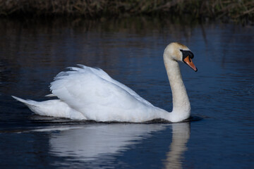 swan on the water