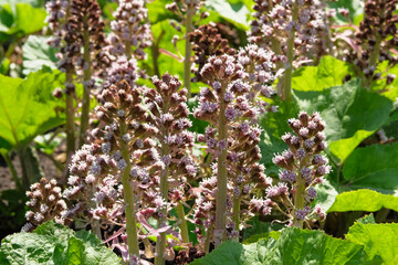 Purple spring flowers Bergenia in cottage garden. Violet plants for landscape design. Picturesque flowers is growing in springtime park.
