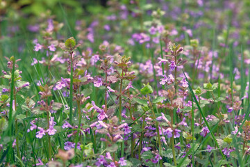 Melissa with pink flowers growing in a clearing in forest on a sunny day. Wild meadow in spring. Violet plants for landscape design.