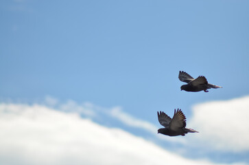 pigeons in the sky
