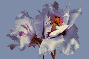 Fototapeta na wymiar white peonies on a blue background, two flowers close-up, studio shot.
