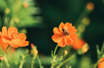 orange poppy flower