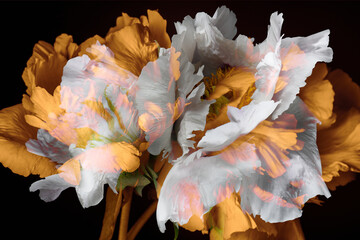 Fototapeta na wymiar abstract white and orange peonies on a black background, large flowers.