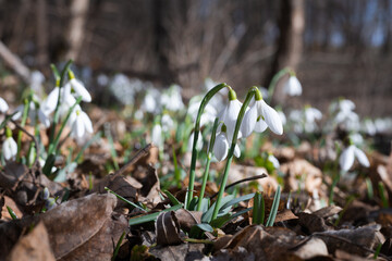 White snowdrops, first spring flowers