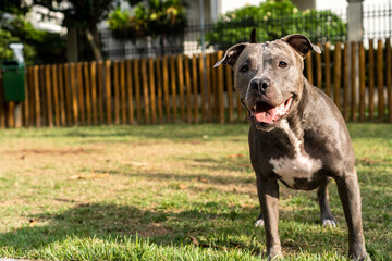 Pit bull dog playing in the park. Green grass and wooden stakes all around. Selective focus