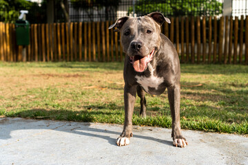 Pit bull dog playing in the park. Green grass and wooden stakes all around. Selective focus