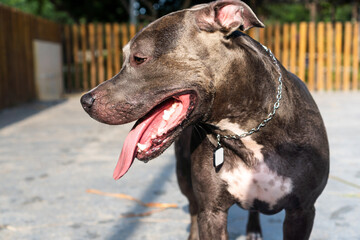 Pit bull dog playing in the park. Green grass and wooden stakes all around. Selective focus