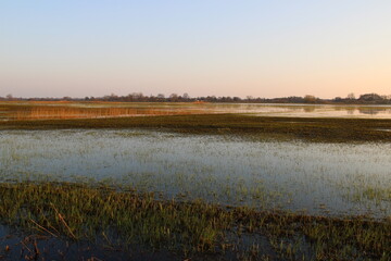 Naklejka premium Frühling in den Borgfelder Wümmewiesen in Bremen (spring time in the Borgfelder meadows in Bremen, Germany) | Überschwemmte Wiesen am Abend (Flooded meadows in the evening)