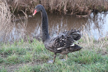 Frühling in den Borgfelder Wümmewiesen in Bremen (spring time in the Borgfelder meadows in Bremen, Germany) | Trauerschwan (black swan, cygnus atratus)