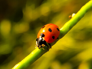 A closeup shot of a lady bug on a green stalk in a field