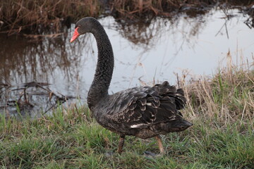 Frühling in den Borgfelder Wümmewiesen in Bremen (spring time in the Borgfelder meadows in Bremen, Germany) | Trauerschwan (black swan, cygnus atratus)