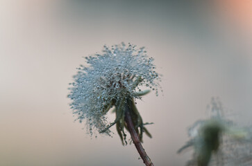 dandelion seed head