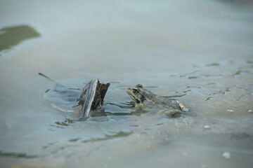 Green frog in pond with cheeks blown. High quality photo