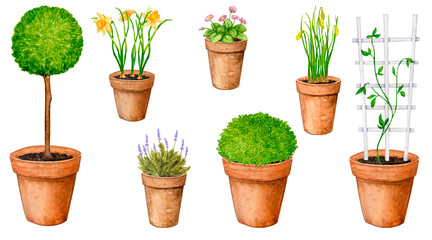 Garden flowers and plants in clay pots. Set of watercolor elements for the design of postcards, posters, textiles, stationery, labels, logos, fabrics. Daffodils, daisies, lavender, boxwood, etc.