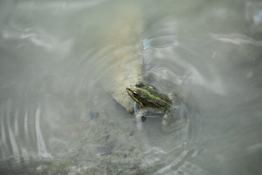 Green frog in pond with cheeks blown. High quality photo