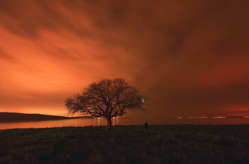 night iwith solo tree