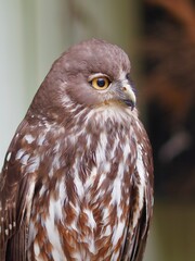 Elegant charming charismatic Barking Owl in a classic pose.