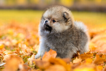 small grey Pomeranian spitz puppy, sable color. dog in autumn park. pet adoption