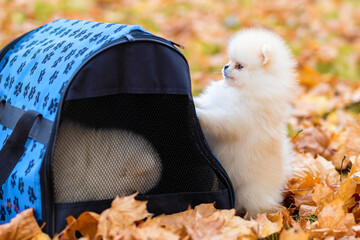 small puppy near to carrying bag in autumn park. transportation, travel, walking Pomeranian dog