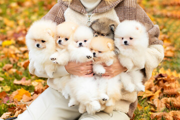 small puppies in female hands. group of white cream pomeranian spitz dog in arm of owner breeder. pet adoption