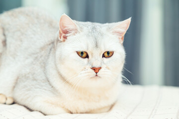  British shorthair silver cat in a home interior.