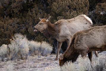 Fototapeta premium Elk Yellowstone February 2022