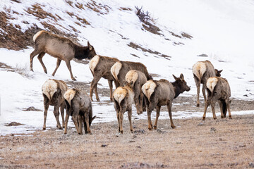 Elk Yellowstone February 2022