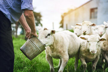 Giving his sheep the good stuff. Cropped shot of a farmer feeding sheep on a farm.