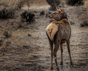 Naklejka premium Elk Yellowstone February 2022