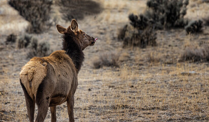 Elk Yellowstone February 2022