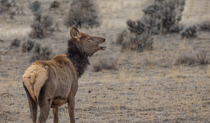 Elk Yellowstone February 2022