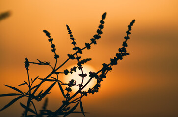 Obraz premium silhouette of a tree in sunset
