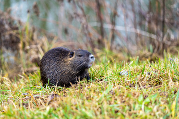 nutria in the grass by the river