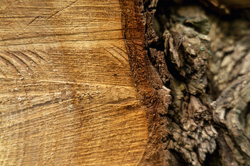 tree trunk texture, close-up