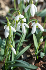 Fototapeta na wymiar White snowdrop flowers, spring