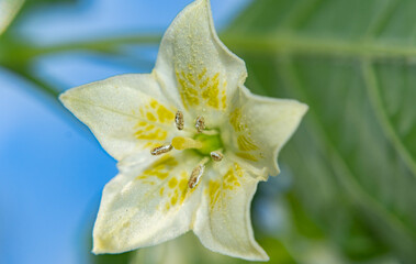Chili flower. The Lemon Drop chili or Ají Limón,is a hot, citrus-like, lemon-flavored pepper which is a popular seasoning pepper in Peru, where it is known as qillu uchu.