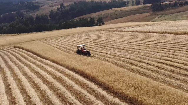 Segadora trabajando en campos de cebada y trigo. Concepto de industrias alimentarias. 