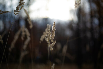 Fototapeta premium grass in the morning