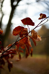 autumn leaves in the forest